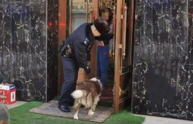 群众爱犬“离家出走” 民警暖心帮助寻回